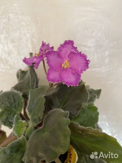 Цветущие сортовые фиалки