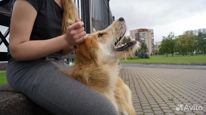 Барни ищет дом