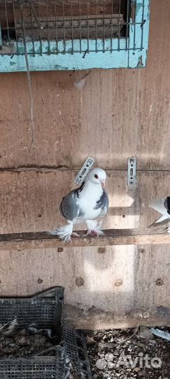 Продаются голуби пара