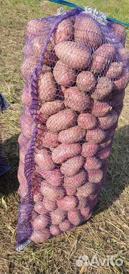 Картофель домашний суздальский район