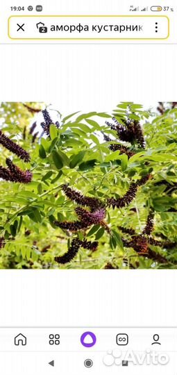 Живая изгородь