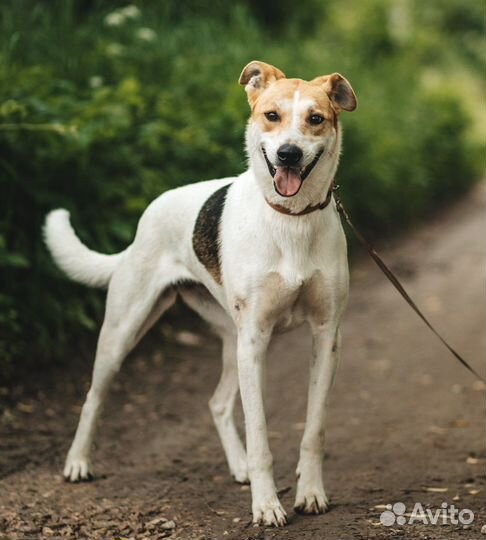 Собака с ангелом на мордочке в дар