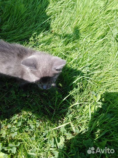 Котёнок, британец