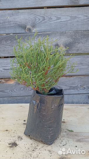 Туи шаровидные