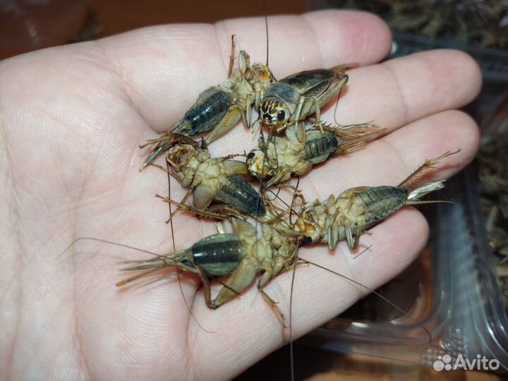 Банановые сверчки. Заморозка