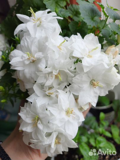 Кампанула махровая невеста