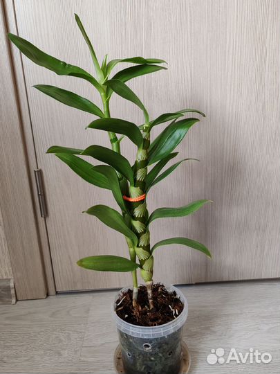 Дендробиум нобиле белый