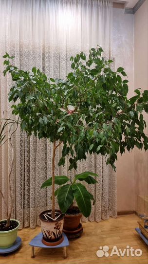 Фикус комнатный