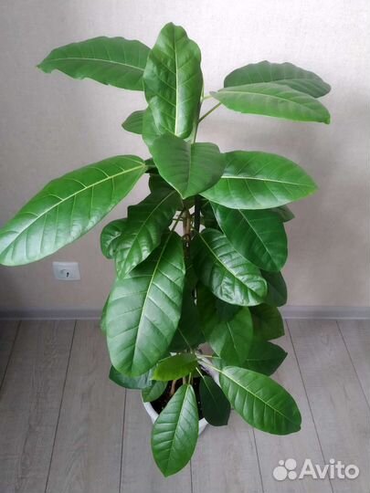 Фикус бенгальский одри
