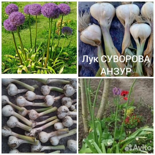 File:Allium hollandicum.jpg - Wikipedia Republished // WIKI 2