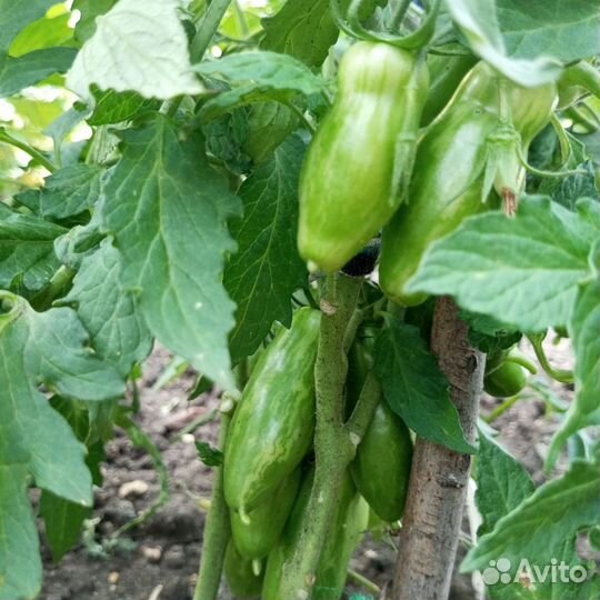 Семена томатов помидор