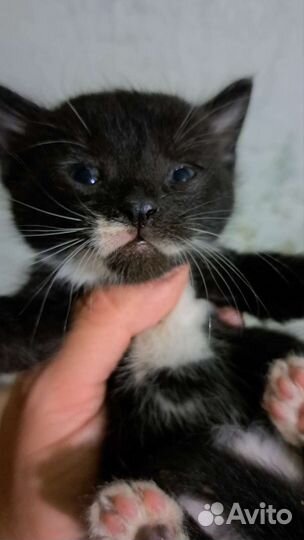 Кошки в добрые руки