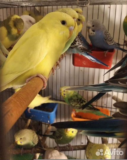 Волнистые попугайчики