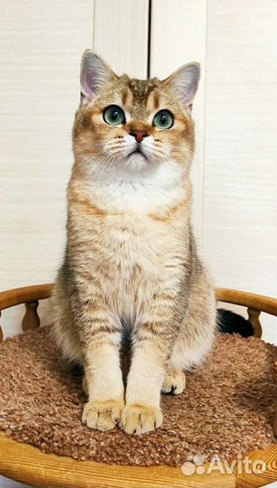 Шотландский 10 мес. золотой котик