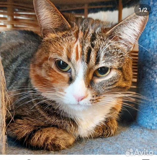 Кошка Марусечка 1,5 года, стерелизованна