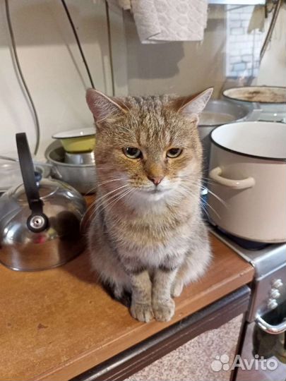 Мурка в добрые руки, стерилизована