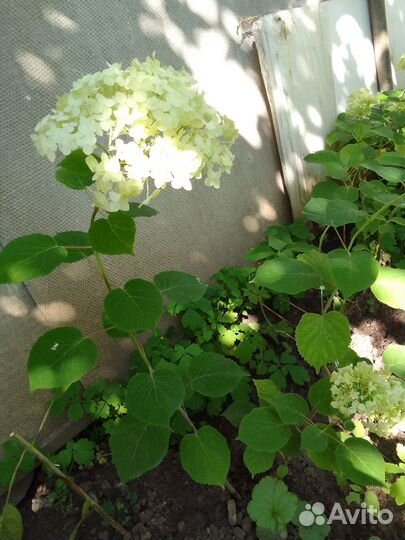 Гортензия Анабель зимостойкая
