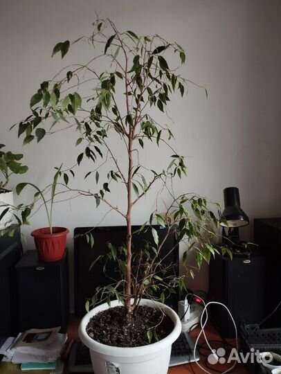 Фикус Бенджамина взрослый куст