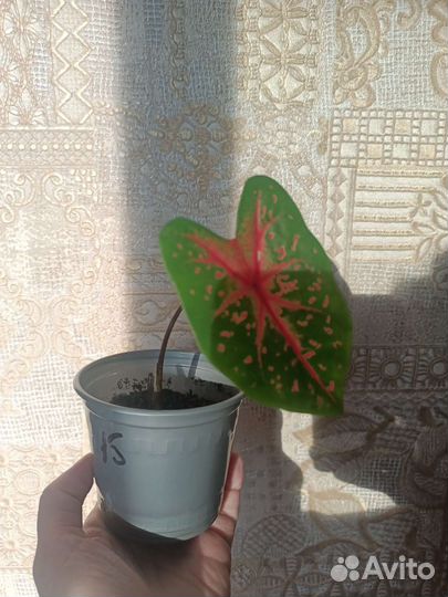 Каладиум ruby siam