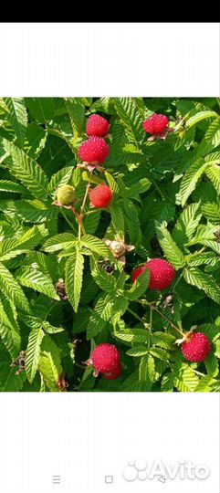 Тибетская Малина