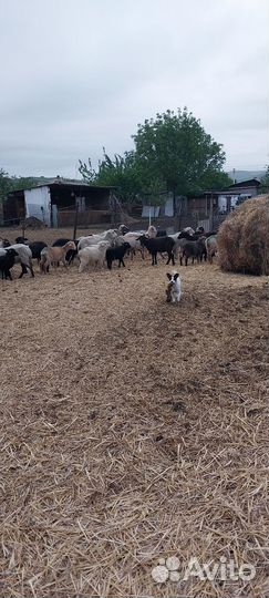 Овцы бараны ягнята