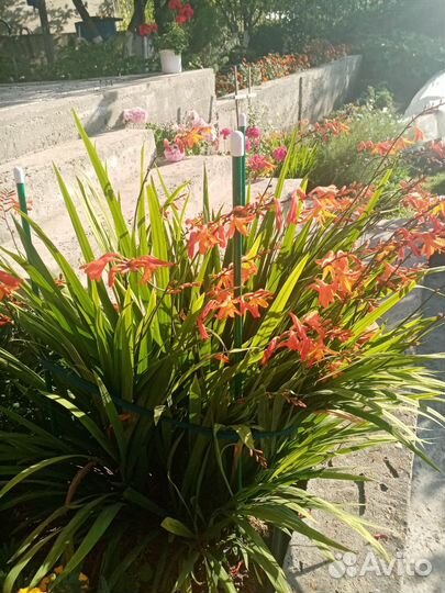 Ромашка, мускари, золотые шары