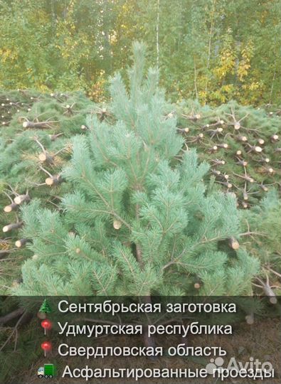 Елка сентябрьская рождественская оптом