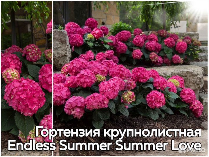 Гортензии – модные сорта – евросаженцы