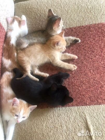 Котята в добрые руки