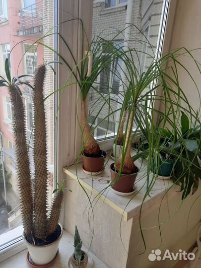 Комнатные растения