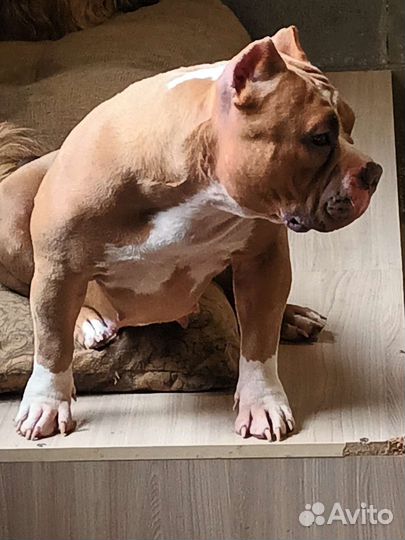 Американский булли покет