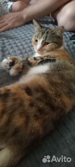 Кошка в дар