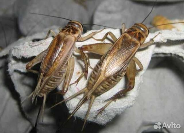 Сверчок домовой мороженый. Корм для стрижей
