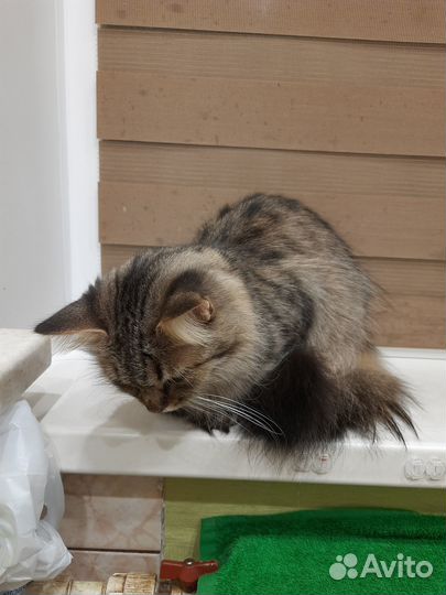 Отдам сибирскую кошку в добрые руки