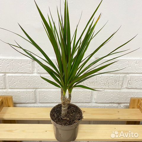 Драцена маргината 9 45