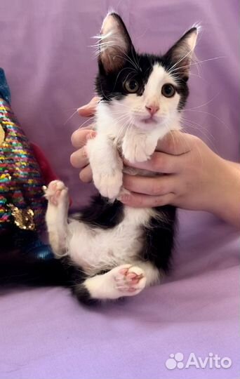 Котенок в дар бесплатно