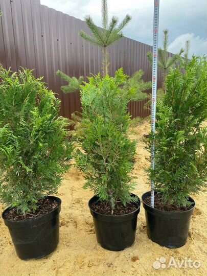 Туя Корник, туя Смарагд туя Брабант