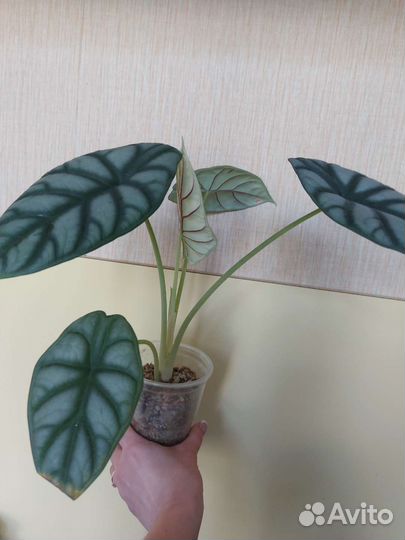 Комнатные растения