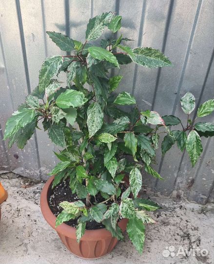 Гибискус китайская роза