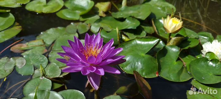 Нимфеи для пруда