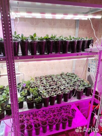 Петуния, эустома, ампельная виола