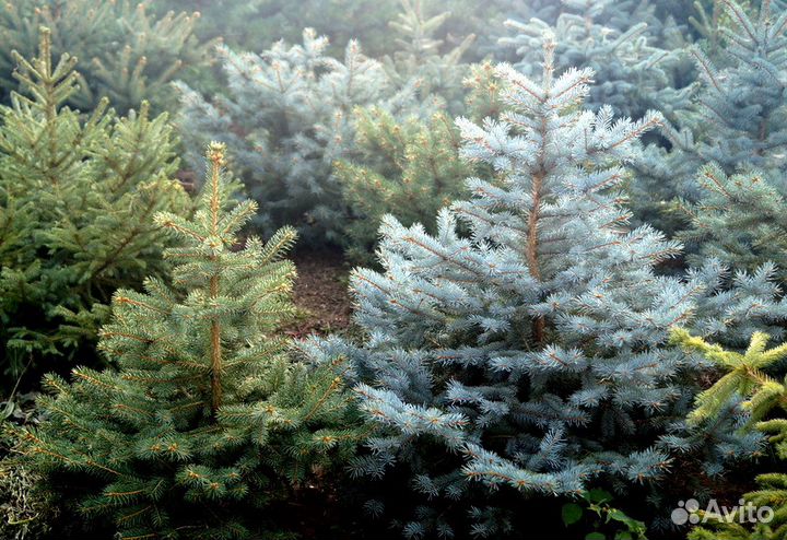 Голубые ели