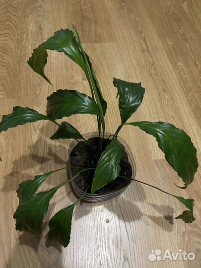 Спатифиллум