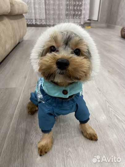 Зимний комбинезон для собак мелких пород