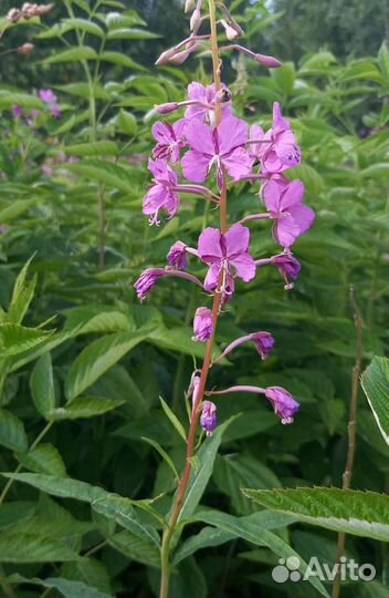 Чай, Улун, Анчан