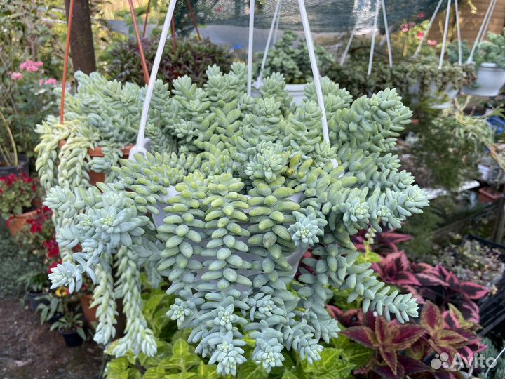 Суккуленты, очиток