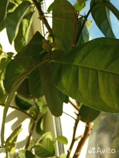 Лимонное дерево с плодами