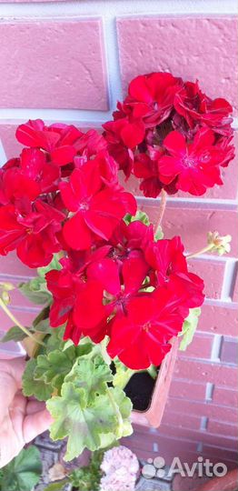 Пеларгония герань