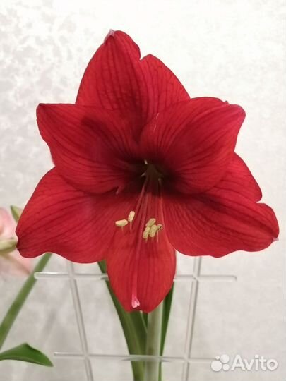 Гиппеаструм амариллис