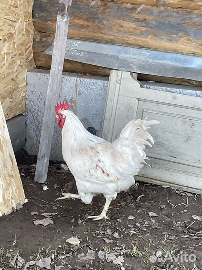 Петухи Легорн